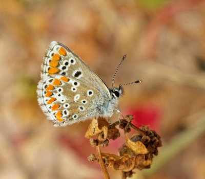 Butterflies and Moths (Lepidoptera) of Gran Canaria
