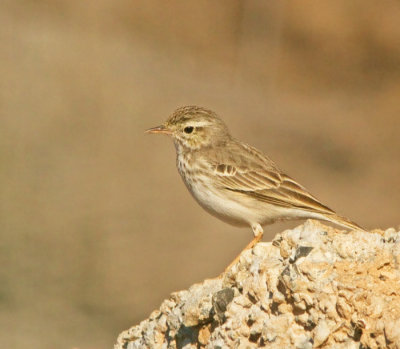 Birds seen in the Maspalomas area
