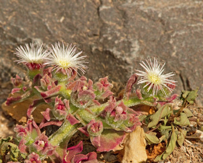Endemic Plants of Gran Canaria