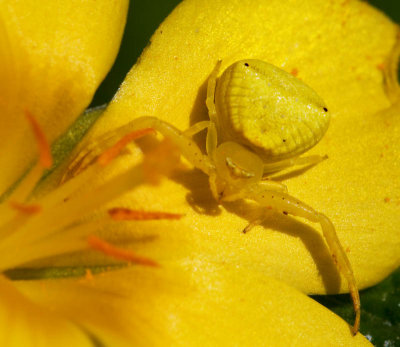Spiders of Gran Canaria