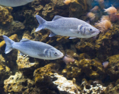 MARINE AQUARIUM FISH