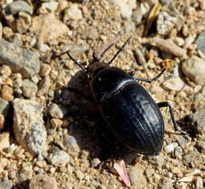 Darkling Beetles of Maspalomas