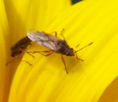 True Bugs (Hemiptera) of Gran Canaria