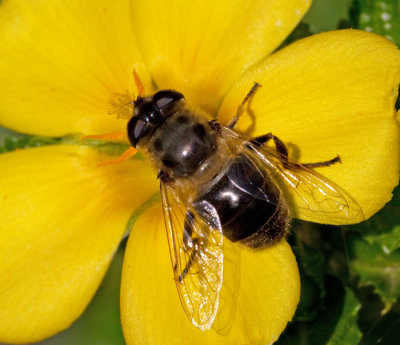 Hoverflies of Gran Canaria