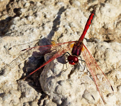 The Dragonflies of Gran Canaria