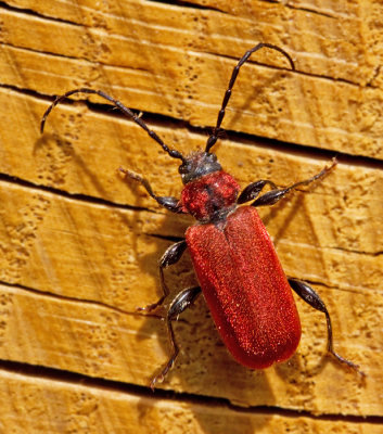 Rödhjon (Pyrrhidium sanguineum).jpg
