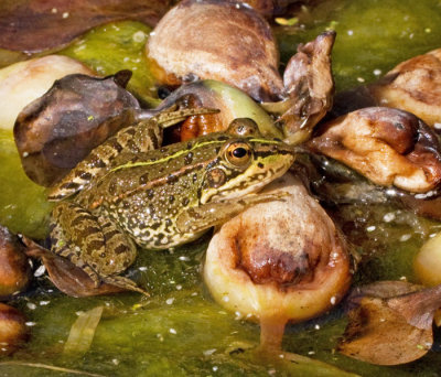 Gran Canaria Lizards and Frogs
