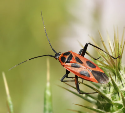 True Bugs, Skinnbaggar och Bärfisar (Hemiptera) of Mallorca