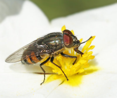 Flies (Diptera) in Mallorca