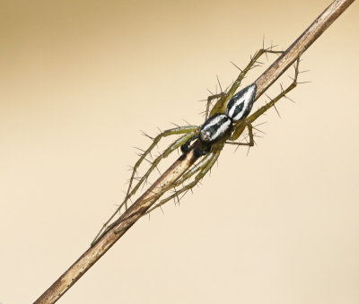 Spiders (Arachniidae) of Mallorca