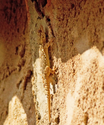 Mammals, Amphibians and Reptiles of Mallorca