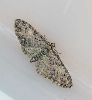 Större elmalmätare, Brindled Pug (Eupecicia abbreviata).jpg