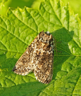Ekgulhornspinnare Frosted Green Polyploca ridens.jpg