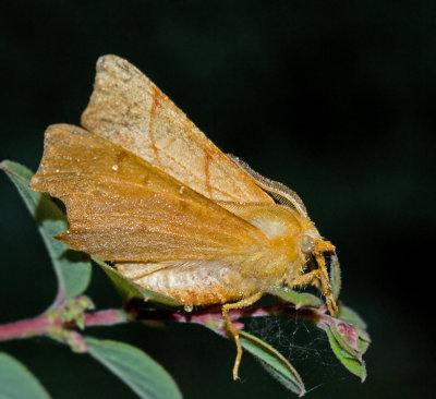 Ekflikmätare September Thorn Ennomos erosaria.jpg