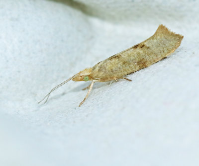 Bergekshöstmal Ypsolopha alpella.jpg
