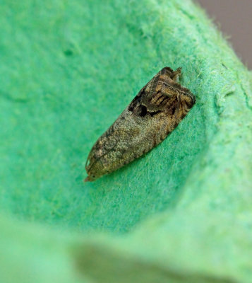 Mindre ekollonvecklare (Cydia splendana).jpg