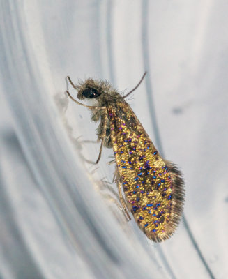 Ekpurpurmal Dysenocrania subpurpurella.jpg