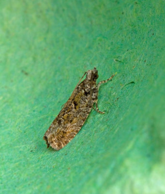 Ekklockveckloare (Zeiraphera insertana).jpg