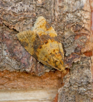 Rostbrun bredvecklare (Epagoge grotiana).jpg