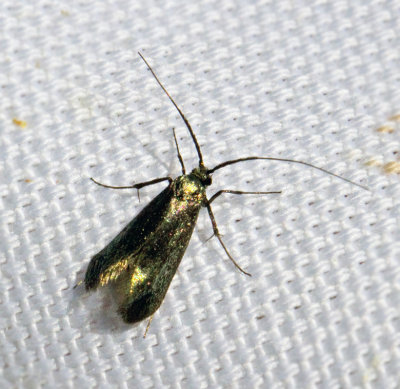 Ekantennmal Adela reaumurella female.jpg