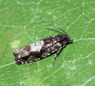 Swedish Butterflies and Moths dependent on Oak