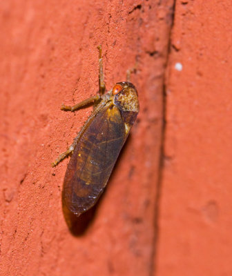 Leaf Hopper Iassus lanio.jpg