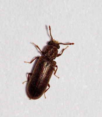 Powder-post Beetle, Eksplintbagge (Lyctus linearis) .jpg