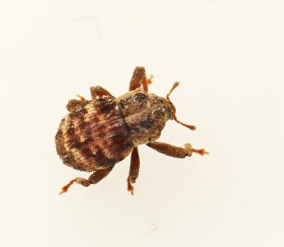 Cryptorhynchinae