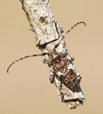 Strre tallkvistbock (Pogonocherus fasciculatus).jpg