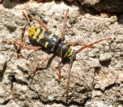 Swedish Beetles dependent on Oak
