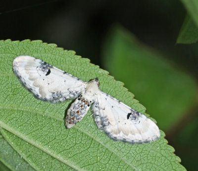 Malmtare, Pug moths, Eupithecini