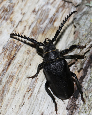 Taggbock, Tanner Beetle (Prionus coriarius).jpg