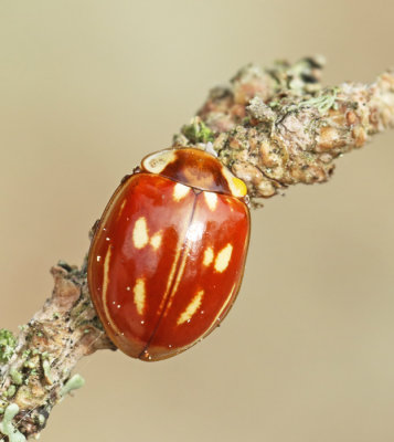 Ljusstreckad nyckelpiga (Myzia oblongoguttata).jpg