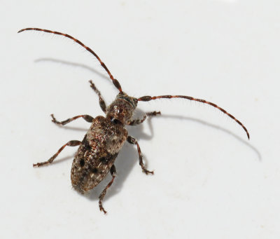 Mindre_tallkvistbock (Pogonocerus decoratus).jpg