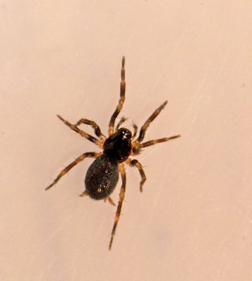 Lesser cobweb spiders, Panflöjtspindlar, Hahniidae