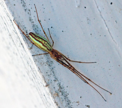 Long jawed orbweb spiders, Käkspindlar, Tetragnathidae