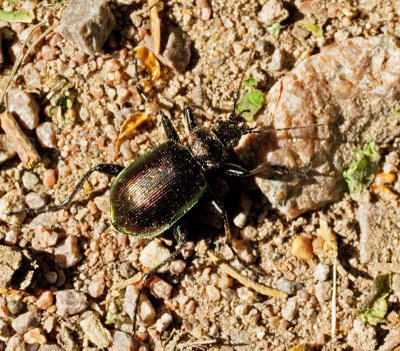 Mindre larvmrdare (Calosoma inquisitor).jpg