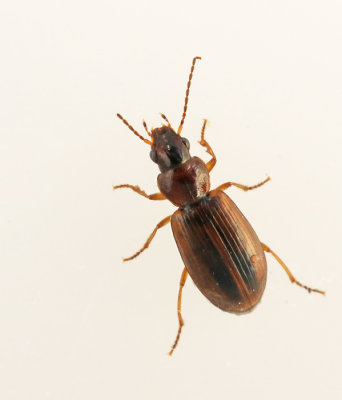 Ljus frnalpare (Dicheirotrichus placidus).jpg