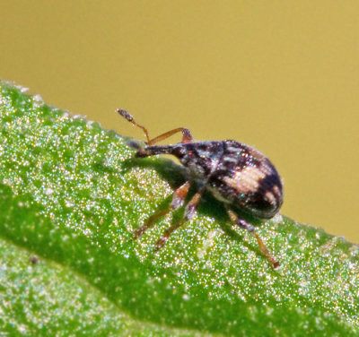 Nanophyidae