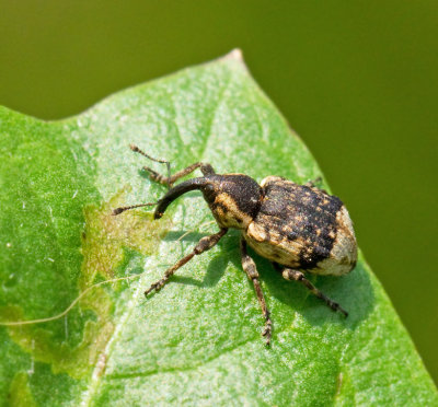 Erirhininae
