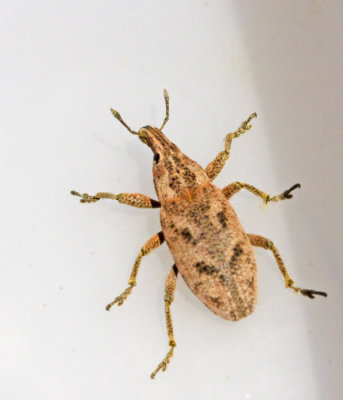 Cleonis_pigra.jpg