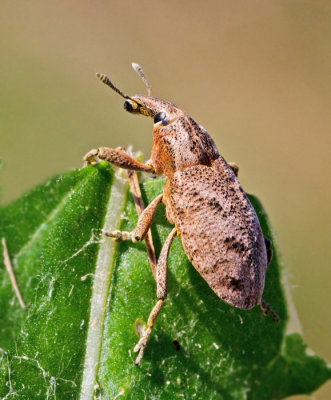 Cleonis_pigra.jpg