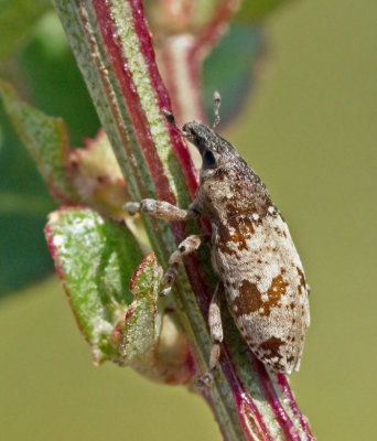 Bothynoderes_affinis.jpg