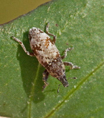 Bothynoderes_affinis.jpg