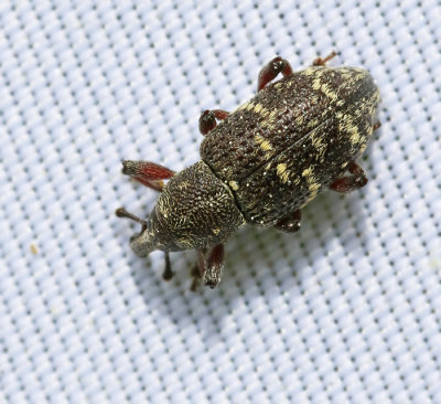 Liten_snytbagge_Hylobius_pinastri.jpg