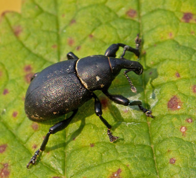 Liparus_coronatus.jpg