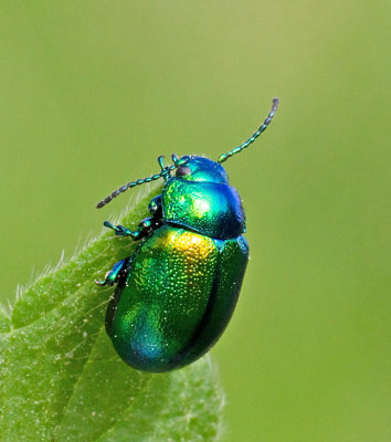 Chrysomela