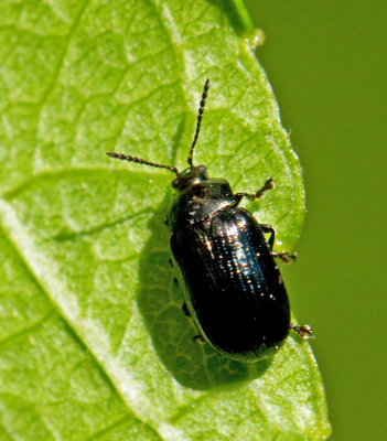 Phratora