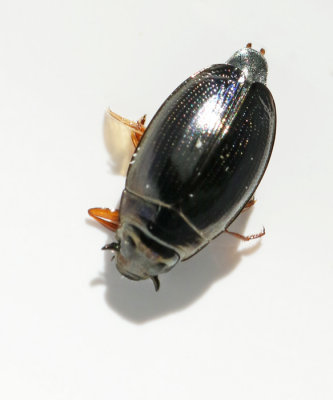 Gyrinidae, Whirligig beetles, Virvelbaggar