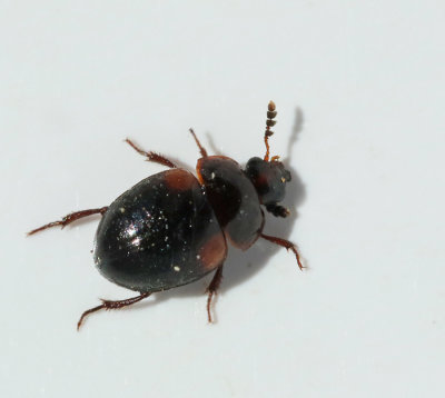 Leiodidae, Mycelbaggar
